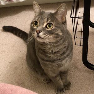 Meet your Posher, Tazally